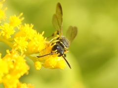 Cerceris