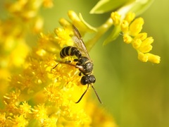 Cerceris