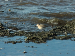 Calidris ferruginea