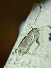 Spodoptera exigua