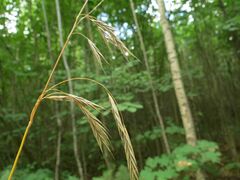 Bromus benekenii