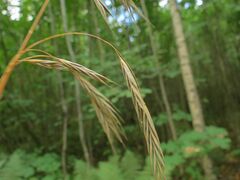 Bromus benekenii