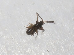 Scolopostethus thomsoni