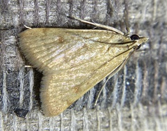 Achyra rantalis