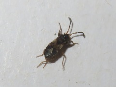Scolopostethus thomsoni