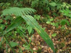 Bromus benekenii