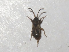Scolopostethus thomsoni