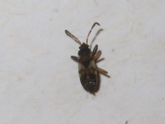 Scolopostethus thomsoni