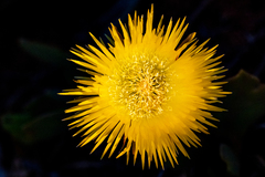 Conicosia pugioniformis