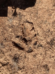Camelus dromedarius