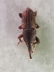 Sitophilus