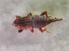 Sitophilus