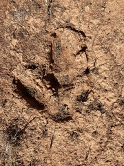 Camelus dromedarius