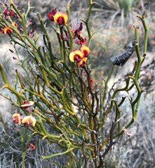 Daviesia brevifolia