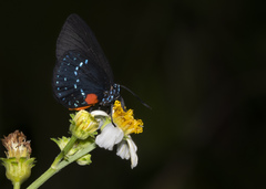 Eumaeus atala