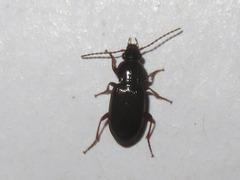 Pterostichus