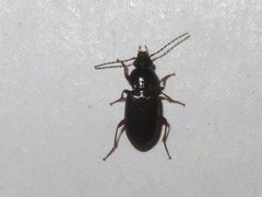Pterostichus