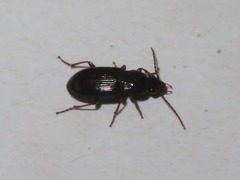 Pterostichus