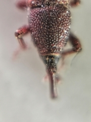 Sitophilus