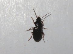 Pterostichus