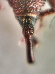Sitophilus