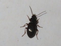 Pterostichus