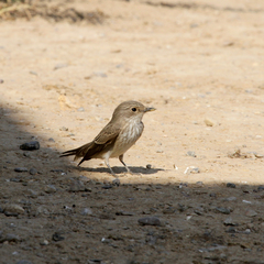 Muscicapa striata