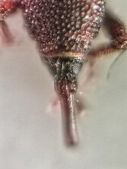 Sitophilus
