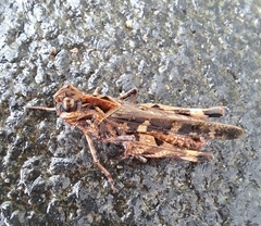 Oedaleus infernalis