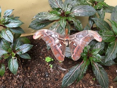 Attacus taprobanis