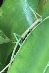 Acrophylla wuelfingi