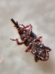 Sitophilus