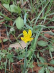 Cichorieae