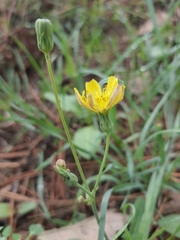 Cichorieae