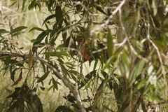 Lichmera indistincta