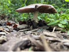 Pluteus cervinus