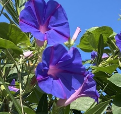 Ipomoea