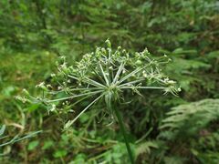 Peucedanum palustre