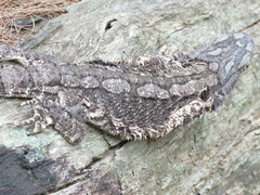 Pogona barbata