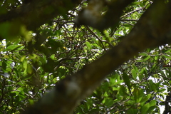 Pycnonotus cafer