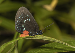 Eumaeus atala