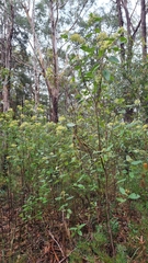 Pomaderris intermedia