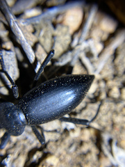 Eleodes acuticauda