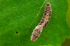 Falcaria lacertinaria