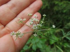 Peucedanum palustre