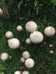 Apioperdon
