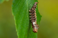 Falcaria lacertinaria