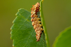 Falcaria lacertinaria