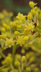 Pomaderris intermedia