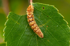 Falcaria lacertinaria